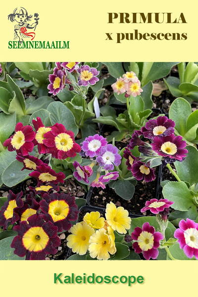 Примула опушенная "Калейдоскоп" (смесь) Primula x pubescens Примула опушенная "Калейдоскоп" (смесь) Primula x pubescens